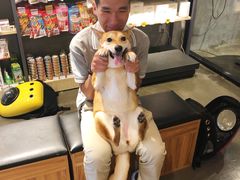 -PETKIT 小佩宠物·低压洗护·美容·寄养(安远店)