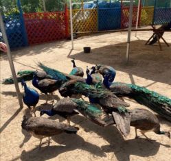 -萌宠亲子动物乐园(槐房万达店)