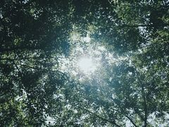 -田园东方蜜桃村的田野营地