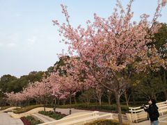 -新江湾城公园