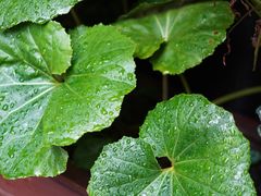 -小西家作(富力爱丁堡店)