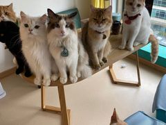 -猫在这儿猫咪咖啡馆·撸猫馆