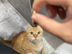 -赖记黄酒鸡(官吓店)