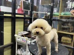 -久久宠物(河东万达店)