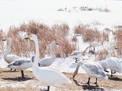 -烟墩角天鹅湖
