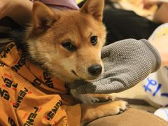 -逗柴咖啡屋·狗咖猫咖宠物桌游