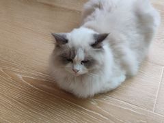 -猫咪派对(江南西店)