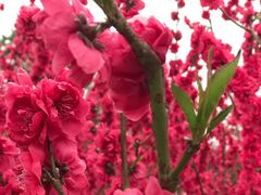 -上海市龙华烈士陵园