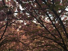 iphone_upload_pic-西安青龙寺遗址景区