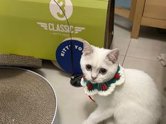 -lincat·猫舍(广州店)