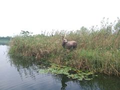 -溱湖国家湿地公园