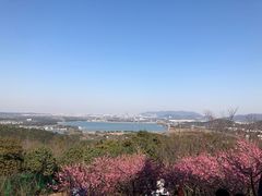 -香雪海