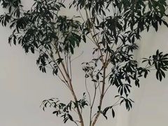 -左悦·艾灸调理·推拿按摩·精油SPA(卓悦汇店)