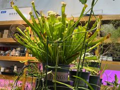-双季花艺园艺市场(浦东店)