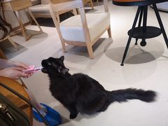 -藏猫猫咖啡主题馆(中央大道店)