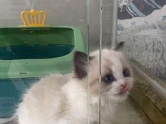 -糯米喵星人总部直营旗舰店·猫舍·幼猫出售