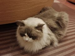 -MOCHA明星猫咖(田子坊店)