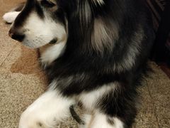 -more than meow吴止猫主题餐厅(承德 中船汇店)