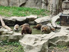 -上海野生动物园