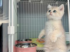 -翊宠yipet猫狗购宠庄园犬舍•猫舍