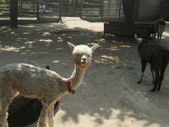 android_upload_pic-西安秦岭野生动物园