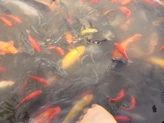 -白洋淀景区