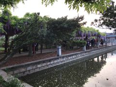 -嘉定紫藤园