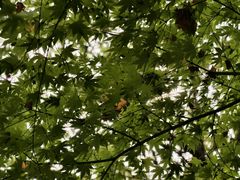 -杭州半山国家森林公园