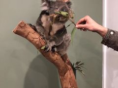 -费瑟代尔野生动物园