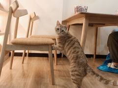 -滚猫咖啡·猫咖·猫友好撸猫(未来城店)