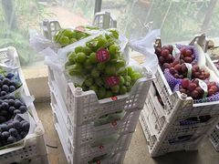 -马陆小张葡萄园农家乐