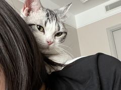 -猫大福·Fortune Cat猫舍(百子湾店)
