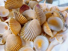 -蓝湾碧波·老字号·疍家非遗海上餐厅