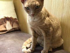 -猫和宫(六道口店)