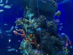 -芜湖新华联大白鲸海洋公园