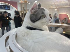 -喵园·猫主题咖啡厅·撸猫·猫咖(国贸店)