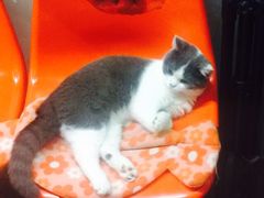 -猫咪博物馆(顶澳仔猫街店)