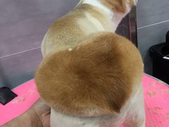 -宠福鑫康馨动物医院·骨科·眼科
