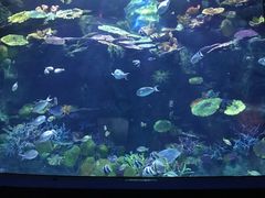 -暹罗海洋世界