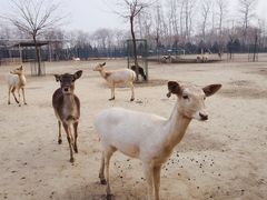 -北京麋鹿生态实验中心