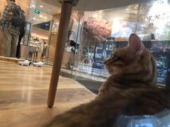 -袖虎·猫馆(体育西路店)