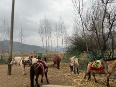 -泸沽湖国家级风景名胜区走婚桥