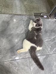 -和木形象