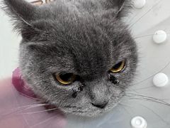 -达爱动物医院·犬猫分区·CT·复杂眼科(远洋山水分院)