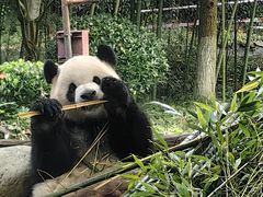 -都江堰中华大熊猫苑