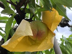 -老袁家蜜桃农场·阳山水蜜桃