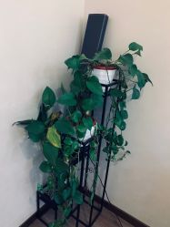 -苑苑vbeauty科技美容SPA