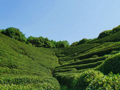 -龙坞茶村