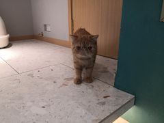 -飞行喵MR PILOT|猫舍·猫咖(静安大融城店)