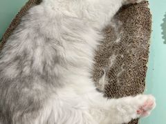 -怪兽屋·羊驼·猫咖·狗咖(俊华广场店)